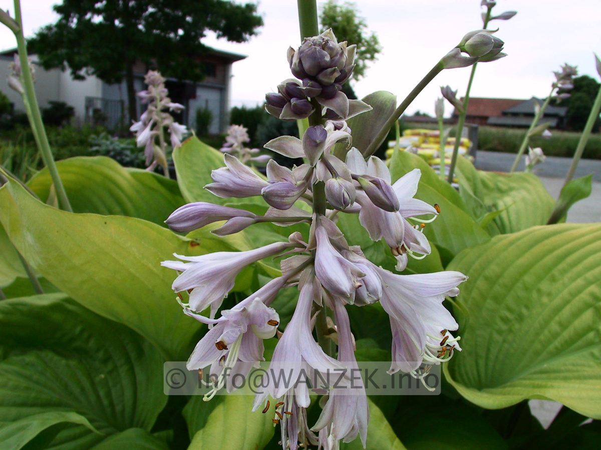 Hosta Hybride Sum and Substance 05.jpg
